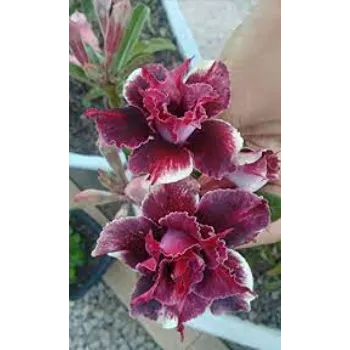 Red Adenium Plant